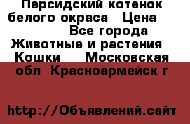 Персидский котенок белого окраса › Цена ­ 35 000 - Все города Животные и растения » Кошки   . Московская обл.,Красноармейск г.